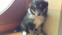 CHIOT