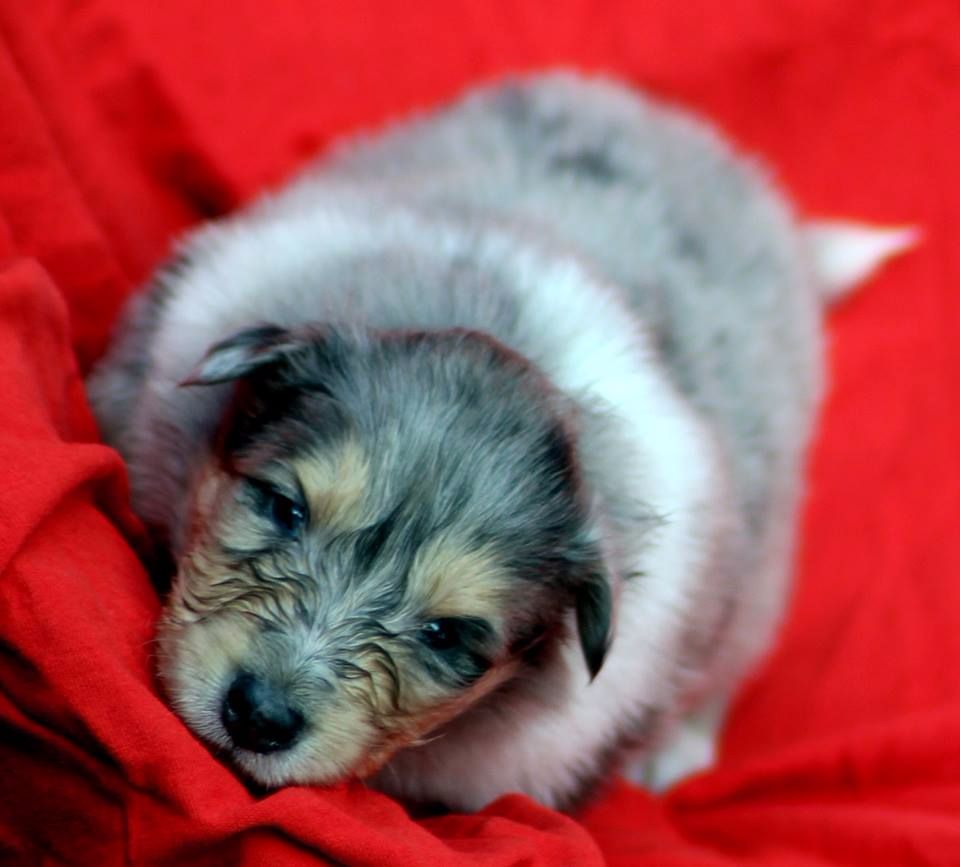 De La Gonolière - Colley à poil long - Portée née le 06/06/2017